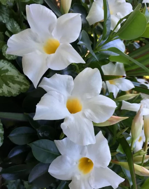White Mandevilla Plants Live Vine, 4-6 Inch Well Rooted Flowering Bush Plant