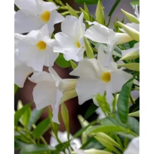 White Mandevilla Vine - 10-20 Inch Tall, Perennial Climbing Plant