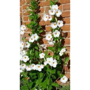 White Mandevilla Vine - 10-20 Inch Tall, Perennial Climbing Plant