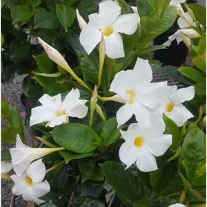 White Mandevilla Vine - 10-20 Inch Tall, Perennial Climbing Plant