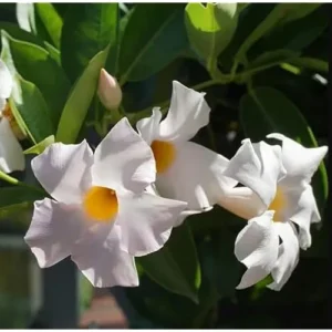 White Mandevilla Vine - 10-20 Inch Tall, Perennial Climbing Plant