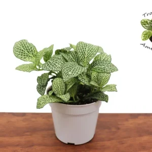 White Nerve Fittonia Plant - 2 Inch Potted Indoor Plant