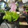 White & Pink Thanksgiving-Christmas Cactus Live Plant - 4" Pot, Indoor & Outdoor, Flowering