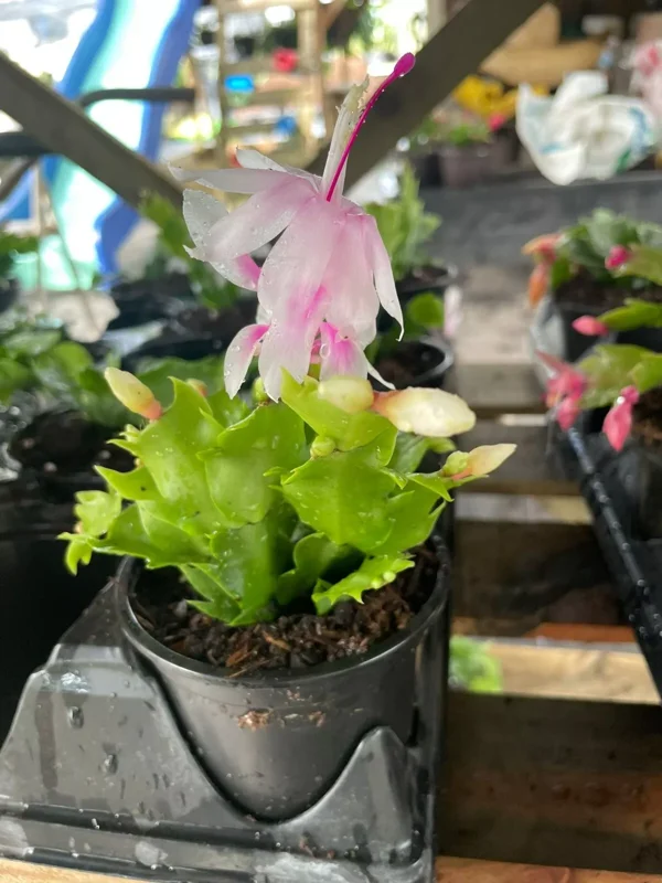 White & Pink Thanksgiving-Christmas Cactus Live Plant - 4" Pot, Indoor & Outdoor, Flowering