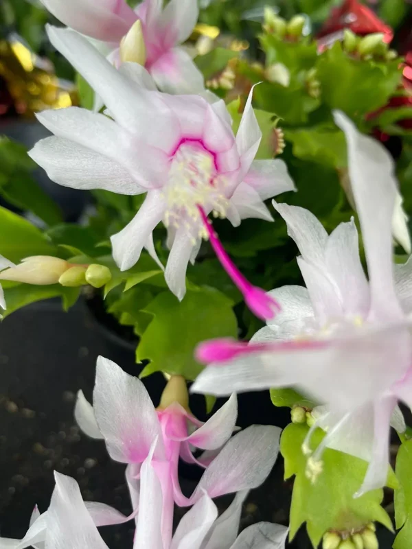 White & Pink Thanksgiving-Christmas Cactus Live Plant - 4" Pot, Indoor & Outdoor, Flowering