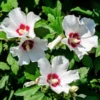 2 White Rose of Sharon Trees 2-3 Feet Tall Beautiful Althea Trees with Creamy White Flowers and red center