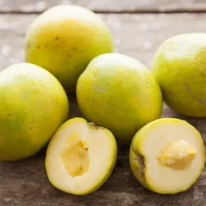 White Sapote Tree - 1 Gallon Live Plant in 4'' Pot - Sapodilla Tree 1.5ft Tall
