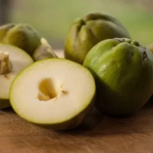 White Sapote Tree - 1 Gallon Live Plant in 4'' Pot - Sapodilla Tree 1.5ft Tall