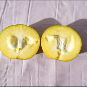 White Sapote Tree - 1 Gallon Live Plant in 4'' Pot - Sapodilla Tree 1.5ft Tall