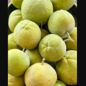 White Sapote Tree - 1 Gallon Live Plant in 4'' Pot - Sapodilla Tree 1.5ft Tall