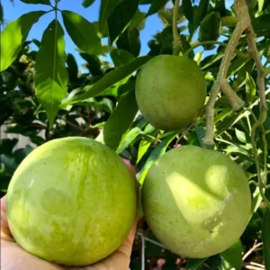 White Sapote Tree - 1 Gallon Live Plant in 4'' Pot - Sapodilla Tree 1.5ft Tall
