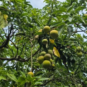 White Sapote Tree - 1 Gallon Live Plant in 4'' Pot - Sapodilla Tree 1.5ft Tall