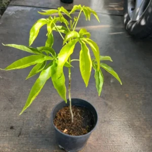 White Sapote Tree - 1 Gallon Live Plant in 4'' Pot - Sapodilla Tree 1.5ft Tall