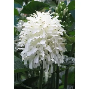White Shrimp Plant, White Plume Flower, 4-8 Inches Tall, Ready to Grow