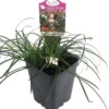 White Sparkler Mondo Grass – Ophiopogon – 2.5" Pot – Drought-Tolerant Fairy Garden Plant