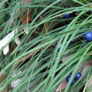 White Sparkler Mondo Grass – Ophiopogon – 2.5