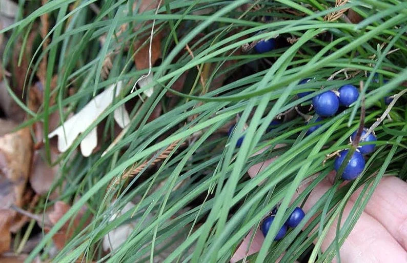 White Sparkler Mondo Grass – Ophiopogon – 2.5" Pot – Drought-Tolerant Fairy Garden Plant