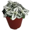 White Splash Polka Dot Plant - Colorful Hypoestes in 3.5" Pot for Indoor Use