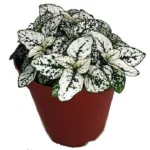White Splash Polka Dot Plant - Colorful Hypoestes in 3.5" Pot for Indoor Use