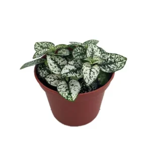 White Splash Polka Dot Plant - Colorful Hypoestes in 3.5