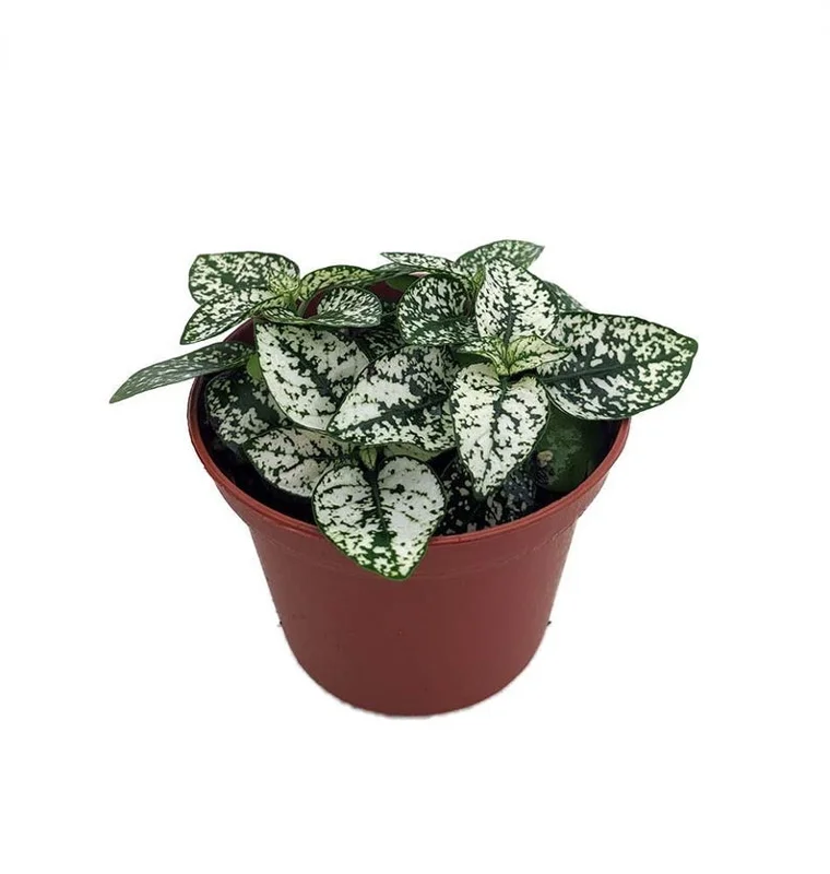 White Splash Polka Dot Plant - Colorful Hypoestes in 3.5" Pot for Indoor Use