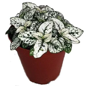 White Splash Polka Dot Plant – Hypoestes – 2.5