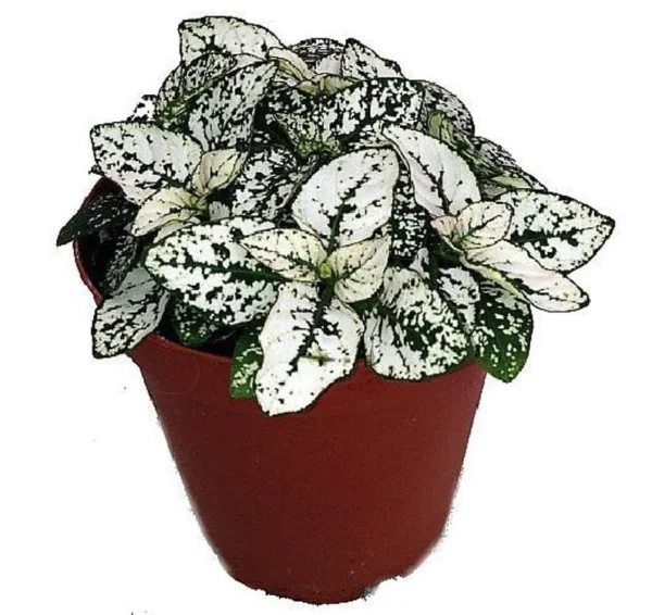 White Splash Polka Dot Plant – Hypoestes – 2.5" Pot – Colorful Indoor Plant