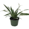 White Stripe Dragon Tree - Dracaena Warneckii 6" Pot Live Indoor Plant
