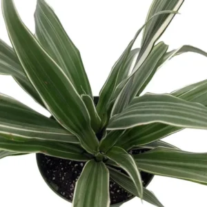 White Stripe Dragon Tree - Dracaena Warneckii 6