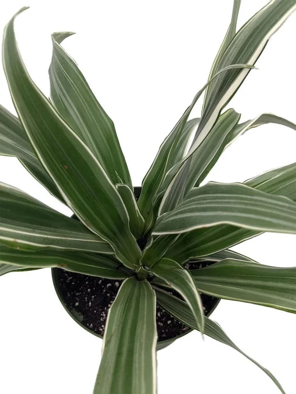 White Stripe Dragon Tree - Dracaena Warneckii 6" Pot Live Indoor Plant