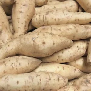 White Sweet Potato Slips - 10 Sweet Potato Vine Live Plant Cuttings Set
