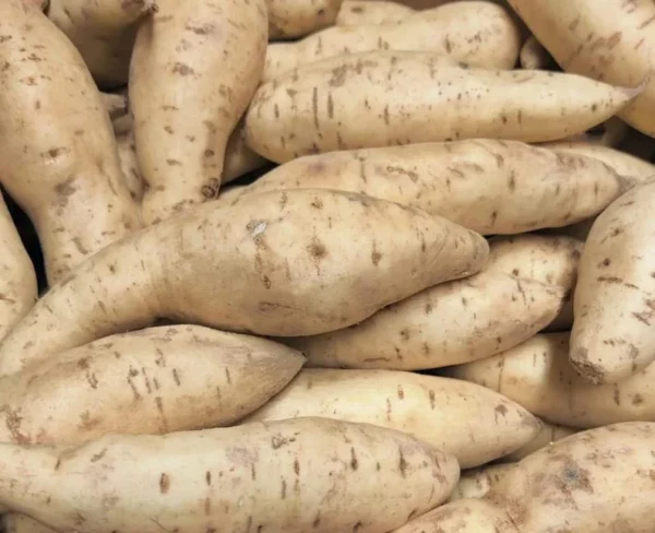 White Sweet Potato Slips - 10 Sweet Potato Vine Live Plant Cuttings Set