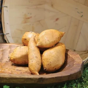 White Sweet Potato Slips - 10 Sweet Potato Vine Live Plant Cuttings Set