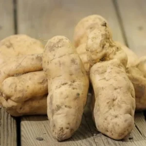 White Sweet Potato Slips - 10 Sweet Potato Vine Live Plant Cuttings Set