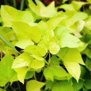 White Sweet Potato Slips - 10 Sweet Potato Vine Live Plant Cuttings Set