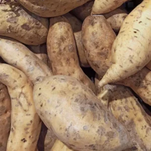 White Sweet Potato Slips - 10 Sweet Potato Vine Live Plant Cuttings Set