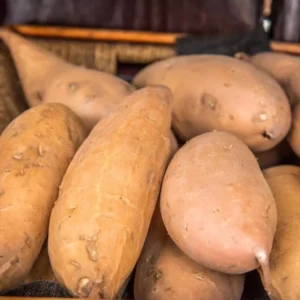 White Sweet Potato Slips - 10 Sweet Potato Vine Live Plant Cuttings Set