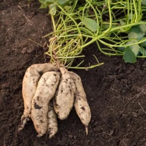 White Sweet Potato Slips - 10 Sweet Potato Vine Live Plant Cuttings Set