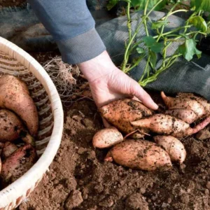 White Sweet Potato Slips - 10 Sweet Potato Vine Live Plant Cuttings Set