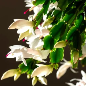 White Thanksgiving Cactus Live Plant 2