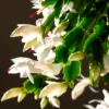 White Thanksgiving Cactus Live Plant 4"Pot 8"Tall Flowering Festive Bloom