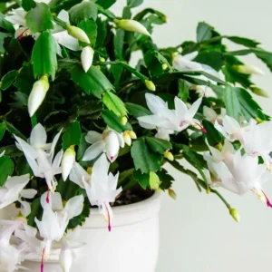 White Thanksgiving Cactus Live Plant 4