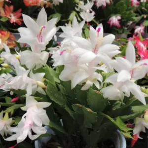 White Thanksgiving Cactus Live Plant 6