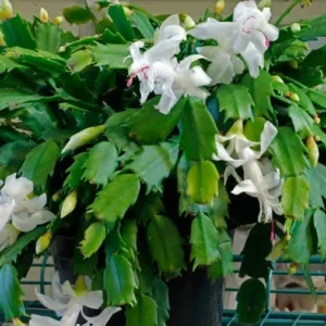 White Thanksgiving Cactus Live Plant 6