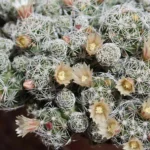 White Thimbles Cactus - Miniature Succulent for Terrarium - 2.5" Pot
