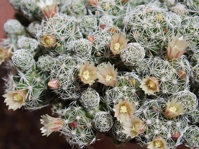 White Thimbles Cactus - Miniature Succulent for Terrarium - 2.5" Pot