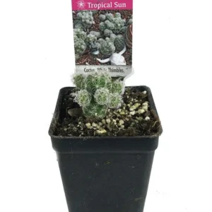 White Thimbles Cactus - Miniature Succulent for Terrarium - 2.5