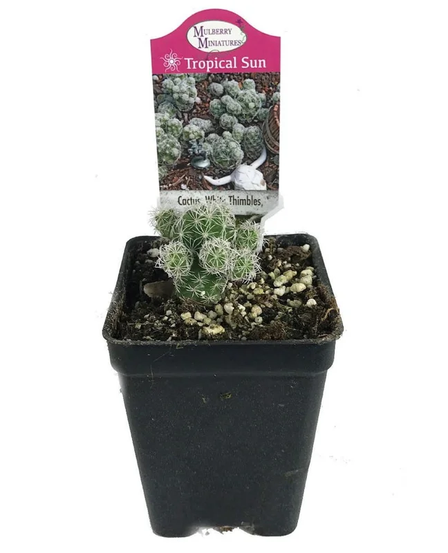 White Thimbles Cactus - Miniature Succulent for Terrarium - 2.5" Pot