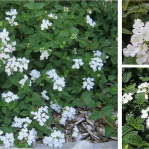 White Trailing Lantana 1 Gallon Live Plant - Cascading Groundcover, White Flowers