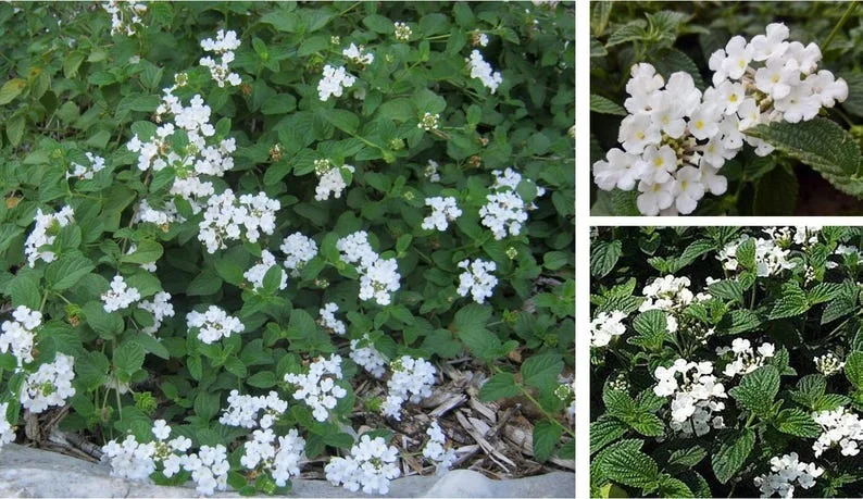 White Trailing Lantana 1 Gallon Live Plant - Cascading Groundcover, White Flowers